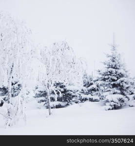 winter trees on snow white background