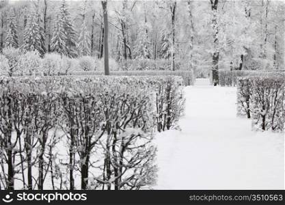 winter trees on snow white background