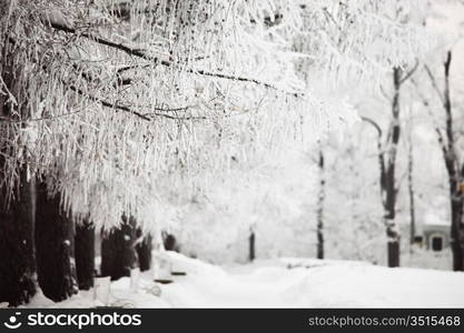 winter trees on snow white background