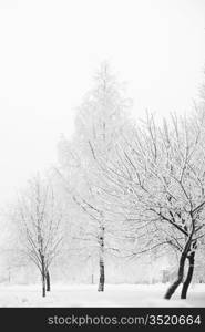 winter trees on snow white background