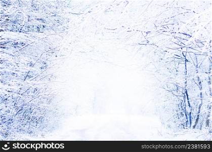 Winter tunnel in snowy park. Path in forest at winter time. Winter forest tunnel. Path in forest at winter time. Winter landscape with road snow covered