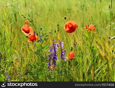 Winter vetch and blood flower on the field edge