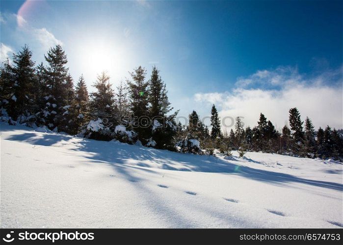 Winter walks in the footsteps of wild animals. Snow covered mountain slope with coniferous trees and trails on the snow