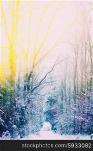 winter white forest with snow, retro toned