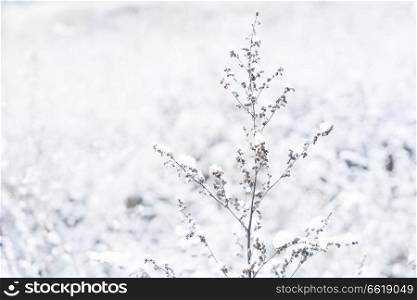 Winter white time - frosted landscape with fresh fallen snow. Winter landscape with snow