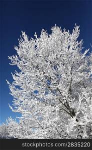 Winter white tree