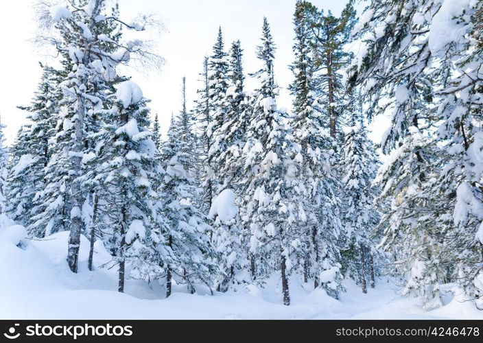 winter wild firtree forest covered with snow