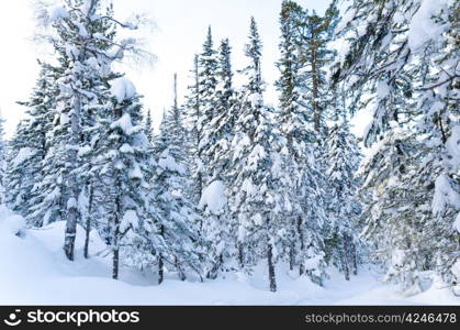 winter wild firtree forest covered with snow