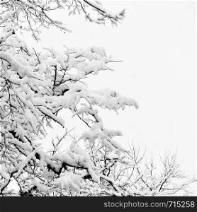 Winter Winter branches of trees in snow. Black and white, space for text