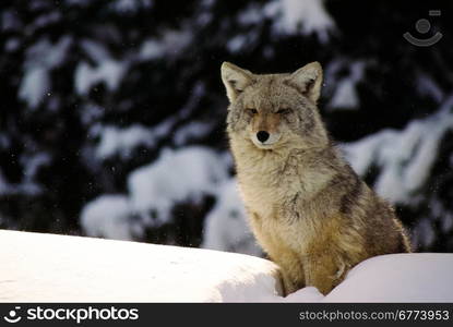 Winter wolf in snowbank