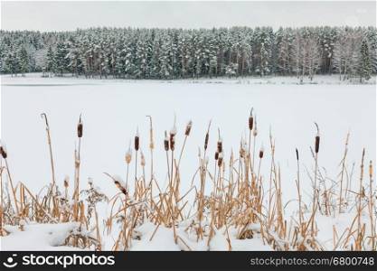Winter wonderland. Dried cattails covered with snow and fir tree forest on the other shore of a frozen lake.