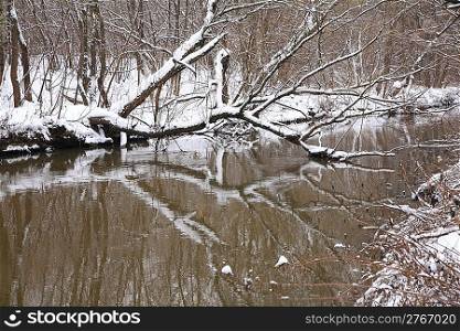 Winter wood with river and fallen tree
