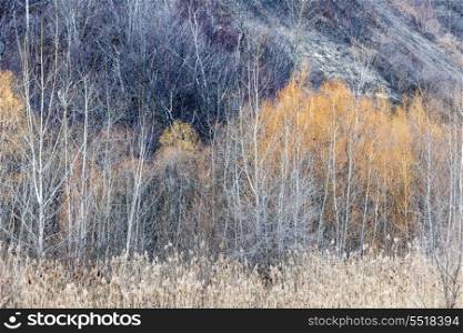 Winter woodland background. Background nature landscape of bare trees and grasses in winter ravine