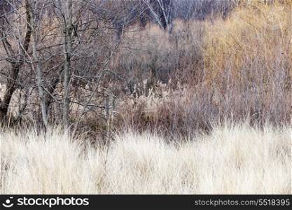 Winter woodland background. Background nature landscape of bare trees and grasses in winter ravine