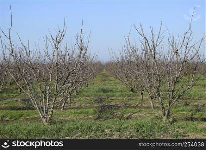 Winter young orchard. A garden from plum after a leaf fall in snowless winter.. Winter young orchard