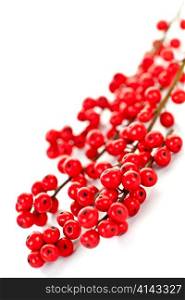 Winterberry Christmas branches with red holly berries
