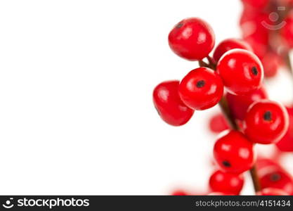 Winterberry Christmas branches with red holly berries