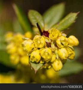 Wintergreen barberry (Berberis julianae), close up image of the flower head