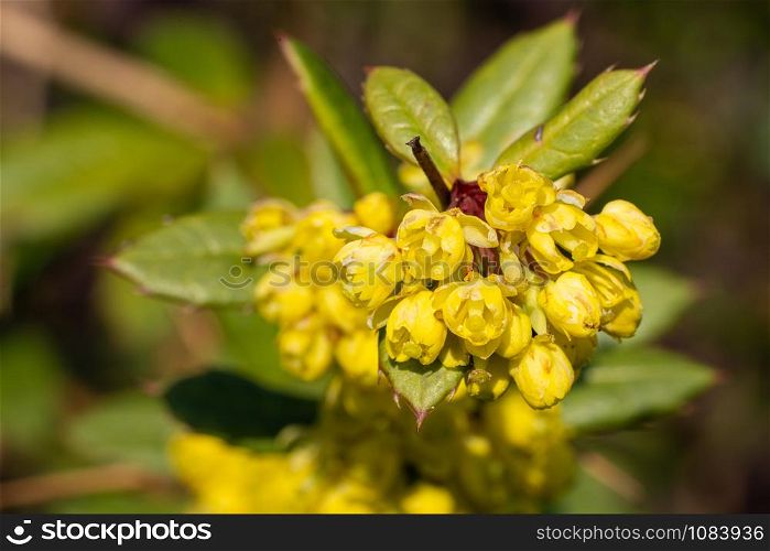 Wintergreen barberry (Berberis julianae), close up image of the flower head