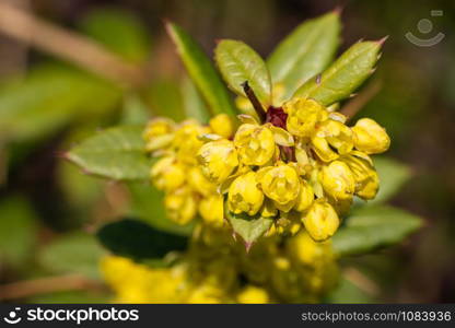 Wintergreen barberry (Berberis julianae), close up image of the flower head