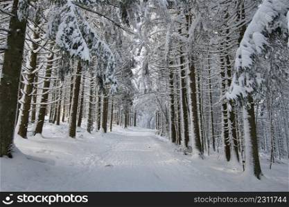 winterwonderland in the vosges mountains in france