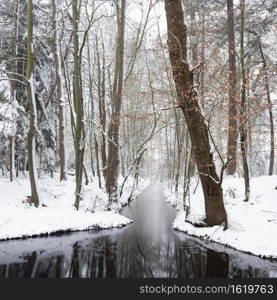 wintry forest covered in snow and dark water of stream near utrecht in the netherlands