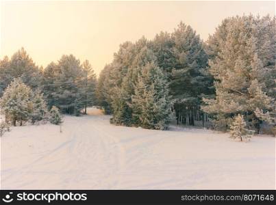 Wintry Landscape Scenery With Flat County And Woods, Snow Landscape Background For Retro Christmas Card, Winter Trees In Wonderland. Winter Scene, Christmas, New Year Background, Winter's Tale