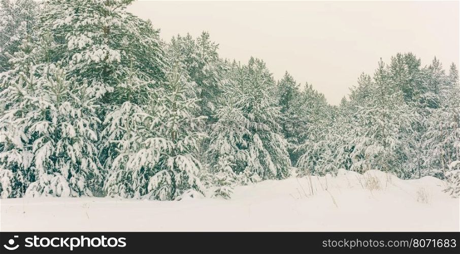 Wintry Landscape Scenery With Flat County And Woods, Snow Landscape Background For Retro Christmas Card, Winter Trees In Wonderland. Winter Scene, Christmas, New Year Background, Winter&rsquo;s Tale