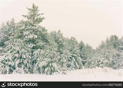 Wintry Landscape Scenery With Flat County And Woods, Snow Landscape Background For Retro Christmas Card, Winter Trees In Wonderland. Winter Scene, Christmas, New Year Background, Winter's Tale