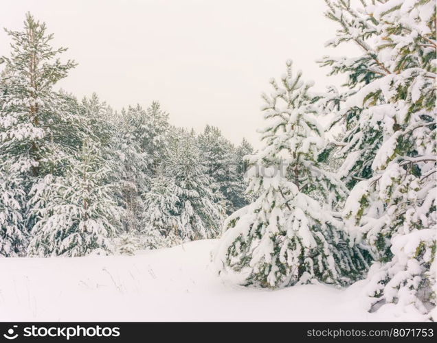 Wintry Landscape Scenery With Flat County And Woods, Snow Landscape Background For Retro Christmas Card, Winter Trees In Wonderland. Winter Scene, Christmas, New Year Background, Winter's Tale