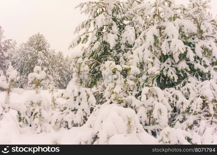 Wintry Landscape Scenery With Flat County And Woods, Snow Landscape Background For Retro Christmas Card, Winter Trees In Wonderland. Winter Scene, Christmas, New Year Background, Winter's Tale