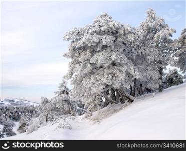 Wintry landscape with snowy trees.