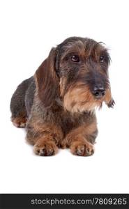 Wire haired Dachshund dog. Wire haired Dachshund dog lying on front, isolated on a white background
