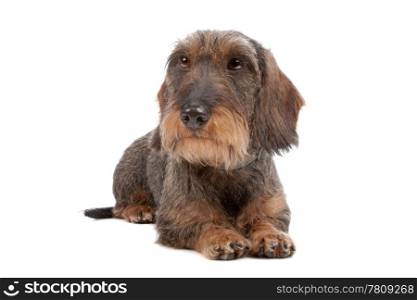 Wire haired Dachshund dog. Wire haired Dachshund dog lying on front, isolated on a white background