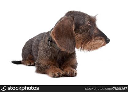 Wire haired Dachshund dog. Wire haired Dachshund dog lying on front, looking sideways, isolated on a white background