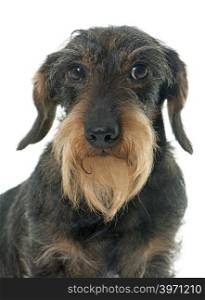 Wire haired dachshund in front of white background