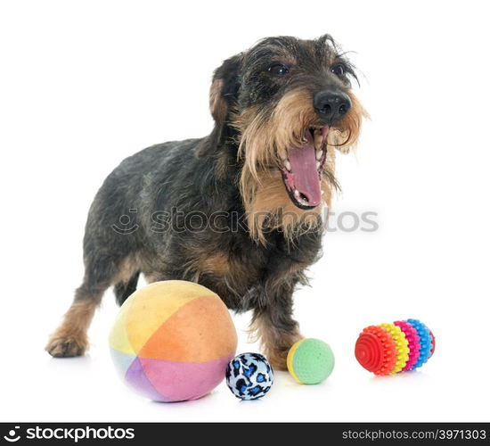 Wire haired dachshund in front of white background