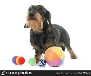 Wire haired dachshund in front of white background