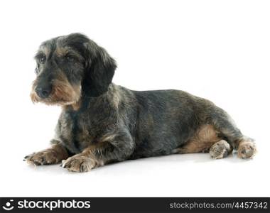 Wire-haired dachshund in front of white background