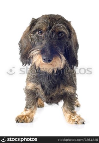 Wire-haired dachshund in front of white background