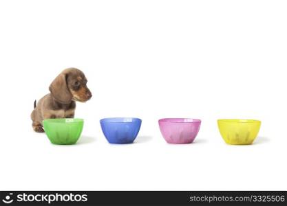 Wire-haired dachshund puppy