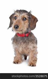Wire-haired Dachshund. Wire-haired Dachshund in front of a white background