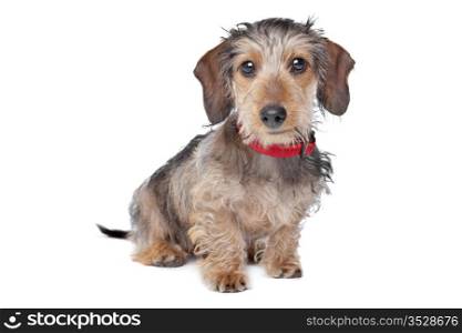 Wire-haired Dachshund. Wire-haired Dachshund in front of a white background