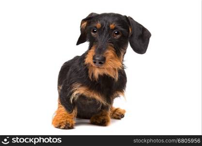 wire haired dachshund. wire haired dachshund in front of a white background