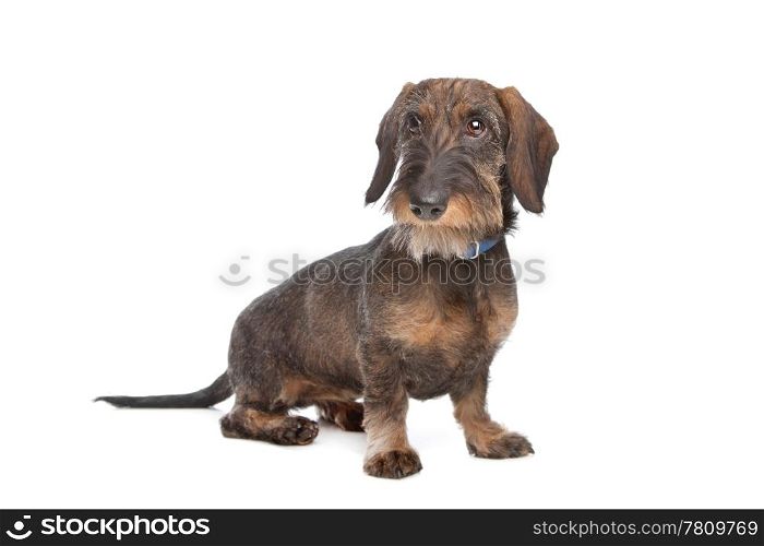 Wire-haired dachshund. Wire-haired dachshund in front of a white background