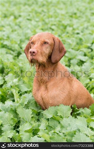 Wire haired Hungarian Vizsla in a field of kale
