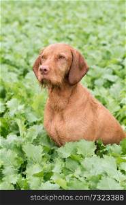Wire haired Hungarian Vizsla in a field of kale