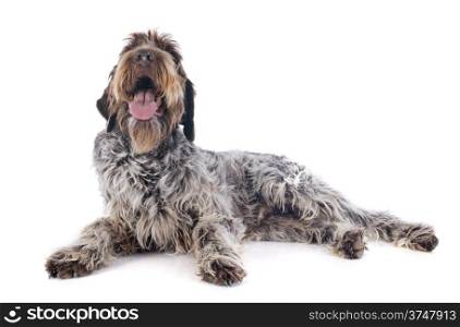 Wire haired Pointing Griffon in front of white background
