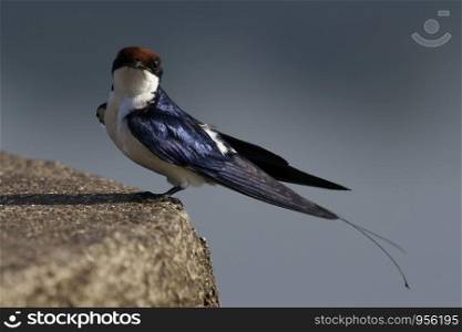 Wire-tailed Swallow (Hirundo smithii) This bird is found in open country near water and human habitation. Wire-tailed Swallows are fast flyers and they generally feed on insects, especially flies, while airborne. They are typically seen low over water,