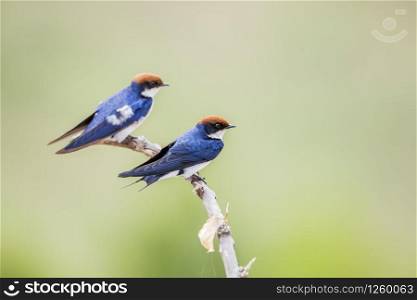 Wire tailed Swallow in Kruger National park, South Africa ; Specie Hirundo smithii family of Hirundinidae. Wire tailed Swallow in Kruger National park, South Africa